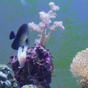fish2_013.jpg