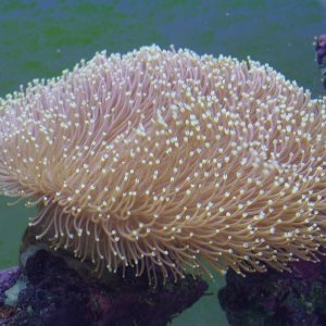 fish2_022.jpg