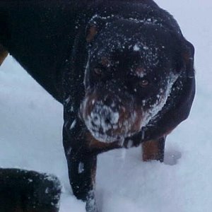 sno_face_roxxy.jpg