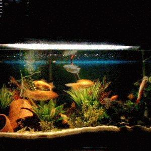 Picture_001.GIF