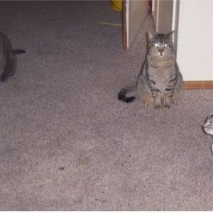 kitties.JPG