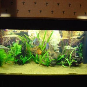 Fish_094.jpg