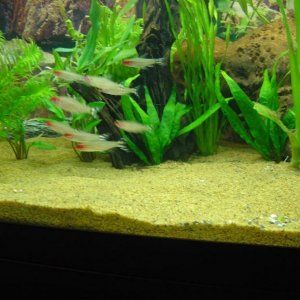 Fish_097.jpg