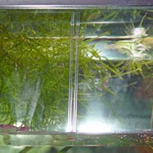 shrimphome.jpg