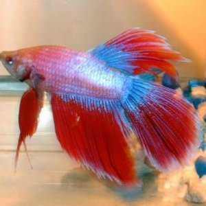 betta_4_sm.jpg