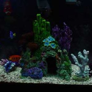 55gal2.jpg