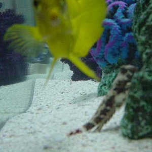Blenny.jpg