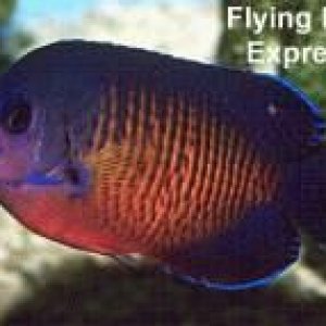 centropyge_bispinosus_coral_beauty_angel1317.jpg