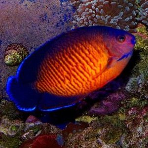 02_Angel_CORAL_BEAUTY_Centropyge_bispinosus.jpg