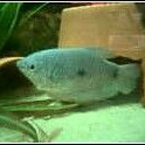 bluegourami.jpg