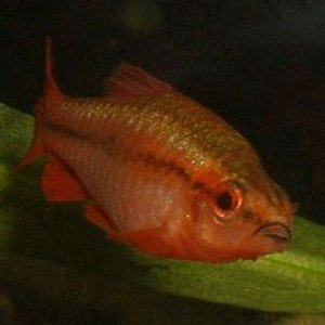 Cherry_Barb.JPG