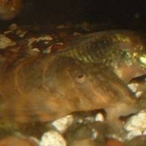 Pleco.JPG