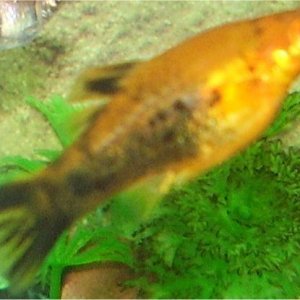 other_fish.jpg