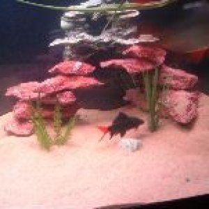 Forum_Pics_027.jpg