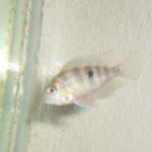 firemouthC.jpg