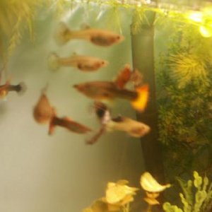 guppies.JPG