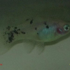 White_Platy_Girl.jpg