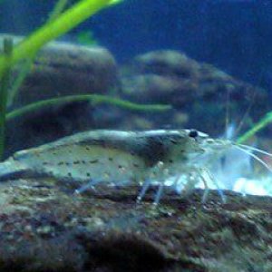 shrimp1.jpg