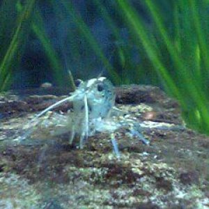 shrimp2.jpg