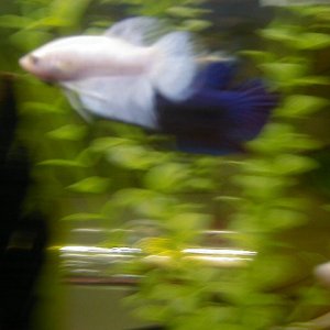 Picture_004.jpg