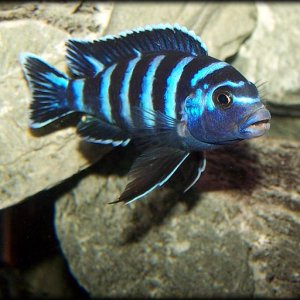 demasoni_baby_male.jpg