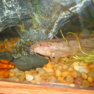 fishand_flowers_011.jpg
