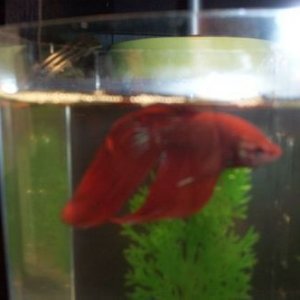 male_betta.jpg