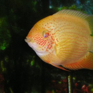 Lil_mo_002.jpg