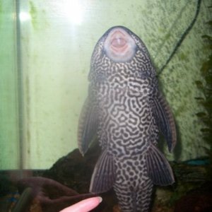 plec.JPG