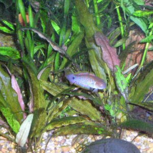 new_fish_22_05_023.jpg