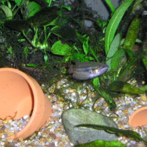 new_fish_22_05_025.jpg