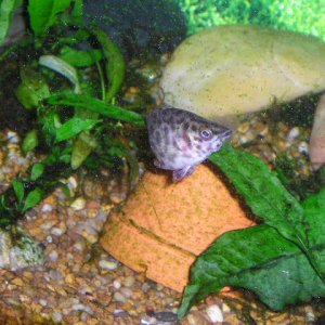 new_fish_22_05_032.jpg