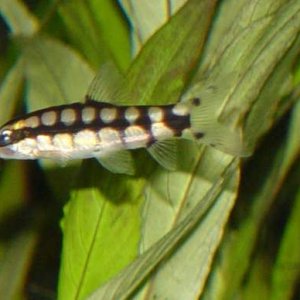Pygmy___Tank_Two.jpg