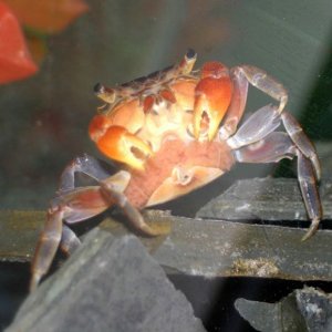 crab_eggs02_small.jpg