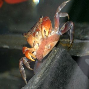 crab_eggs01_small.jpg
