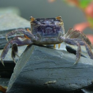 Crab_backSmall.jpg