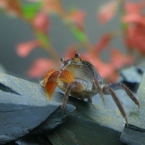 Crab_side_small.jpg
