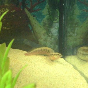 peacock_eel.jpg