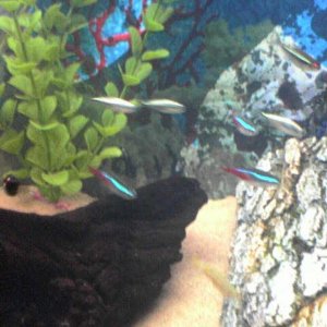 my_little_fishys.jpg