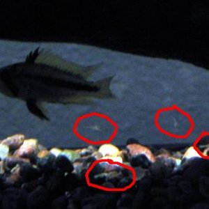 circled_fry.jpg