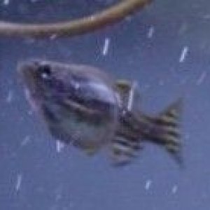 danio2.jpg