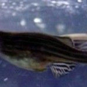 danio3.jpg
