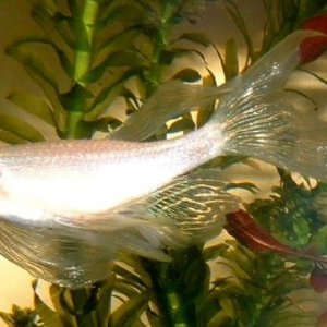 goldlongfinneddanio.jpg