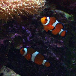 clowns_074.jpg