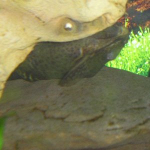 catfish_010.jpg