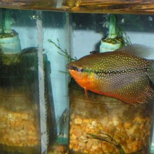 catfish_005.jpg