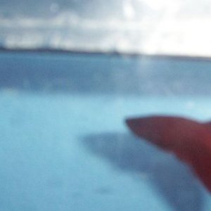 red_fish_2.jpg