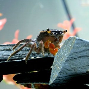 crab_submit_small.jpg