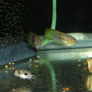 catfish_015.jpg