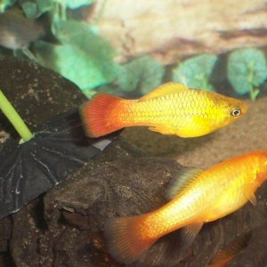 platy2.JPG